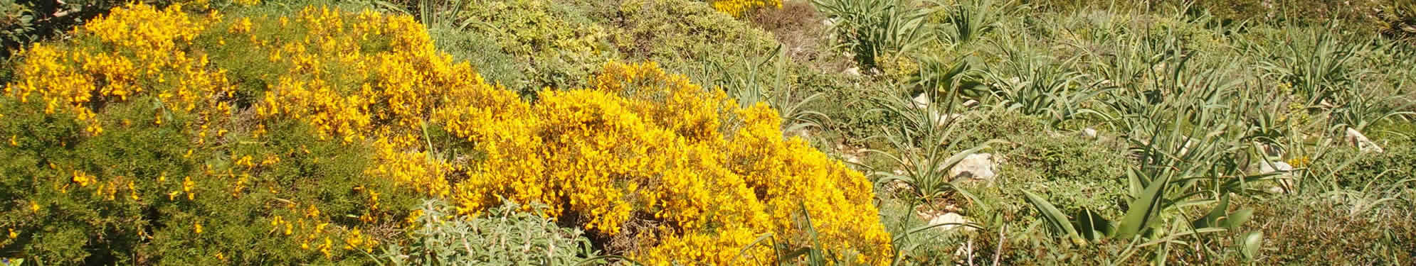 presqu'ile au sud de Capoliveri, Ile d'lbe